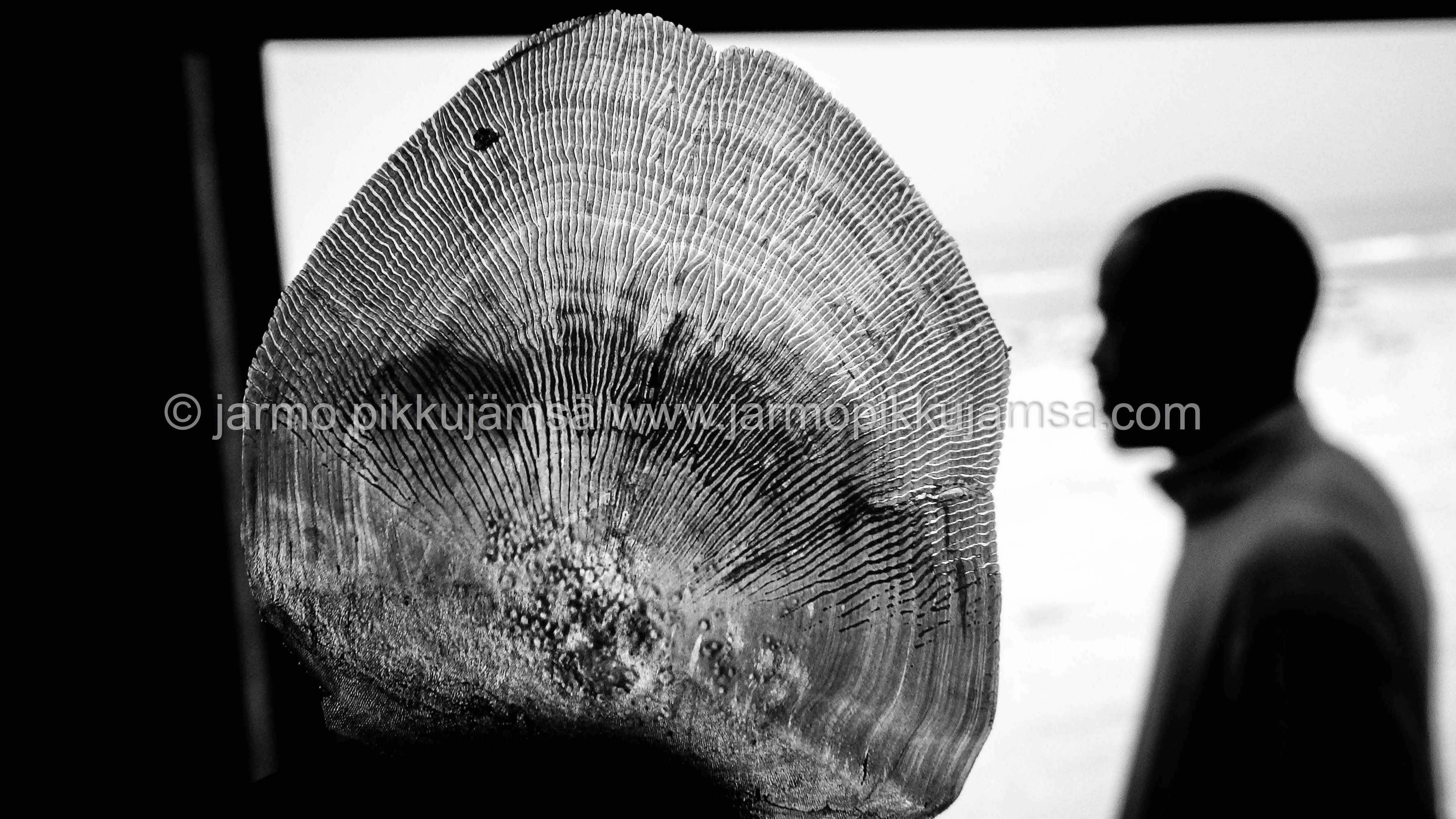 Iridescent_scale_3APR2019